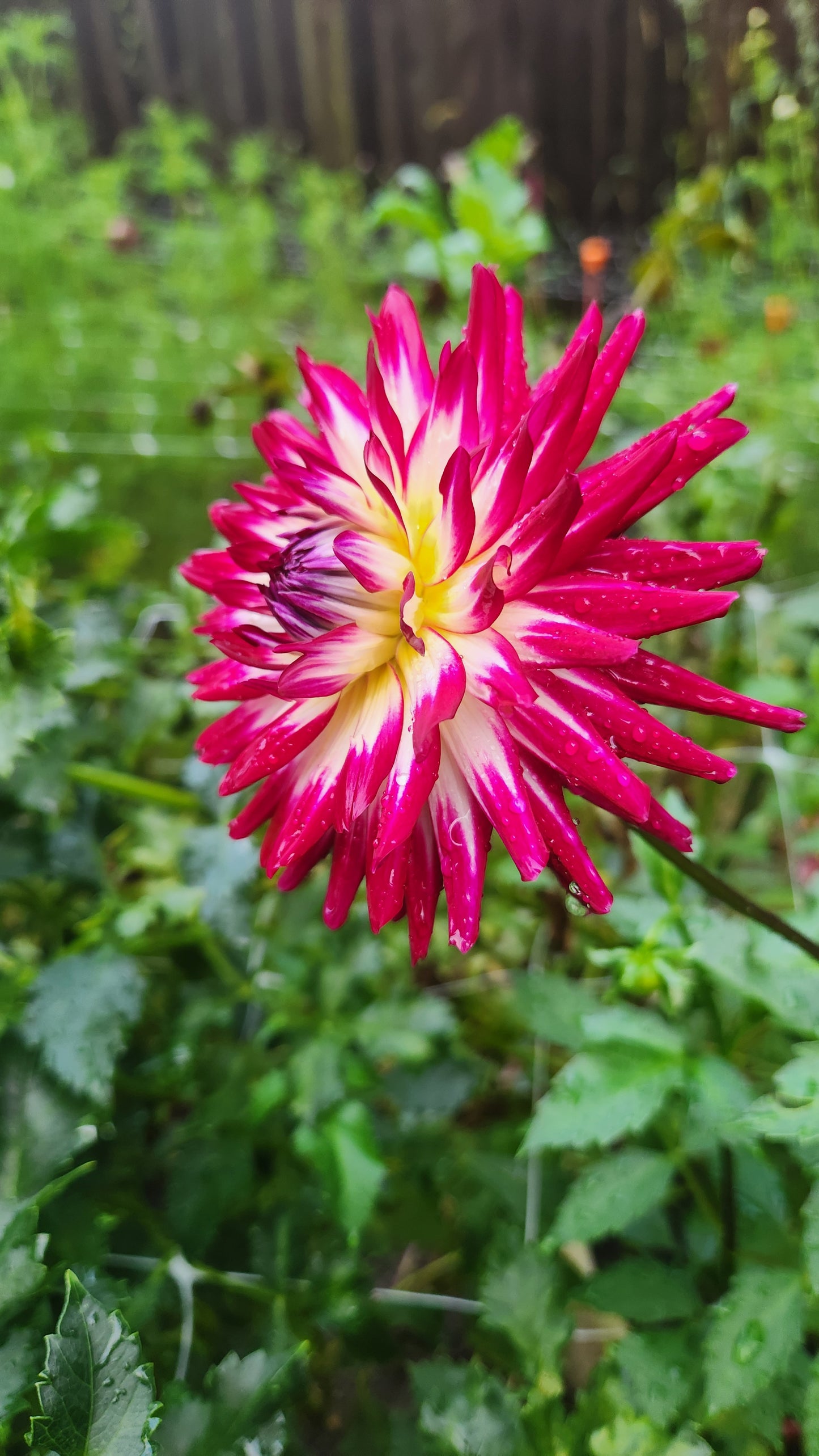 (Tuber) Hollyhill Starburst