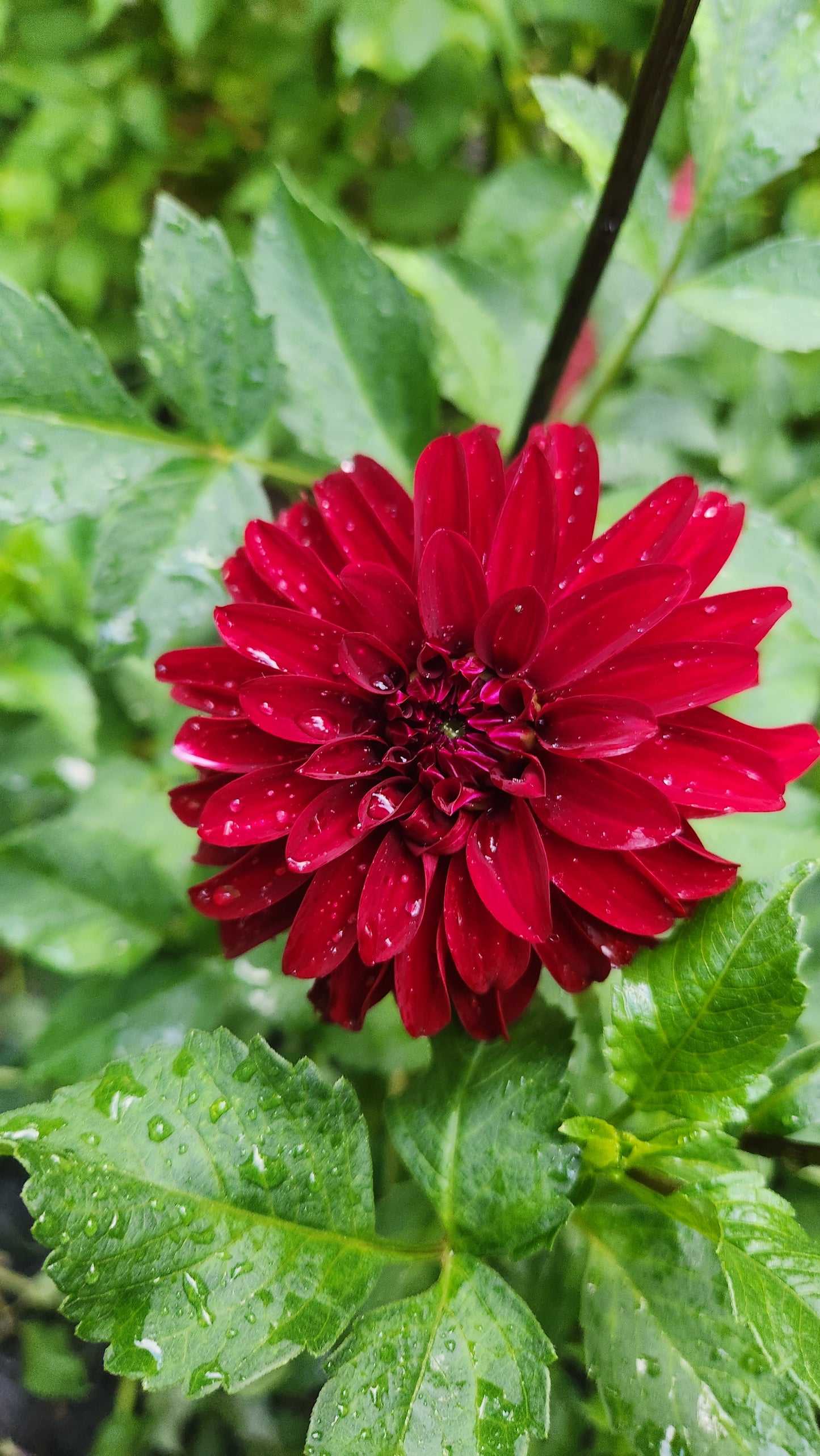 (Tuber) Irish Blackhart