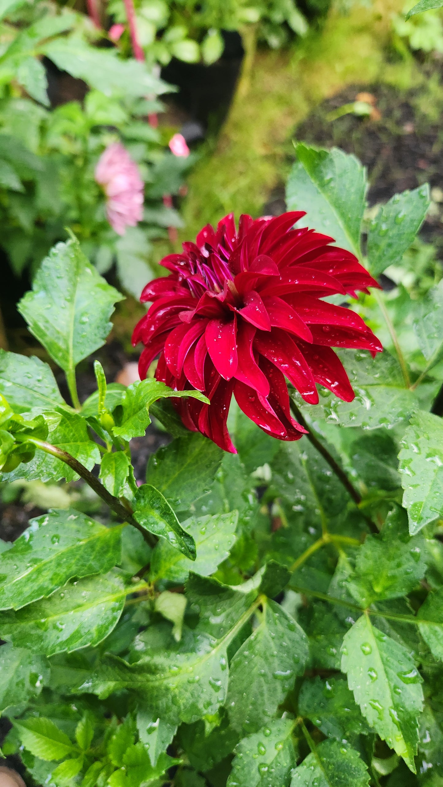 (Tuber) Irish Blackhart