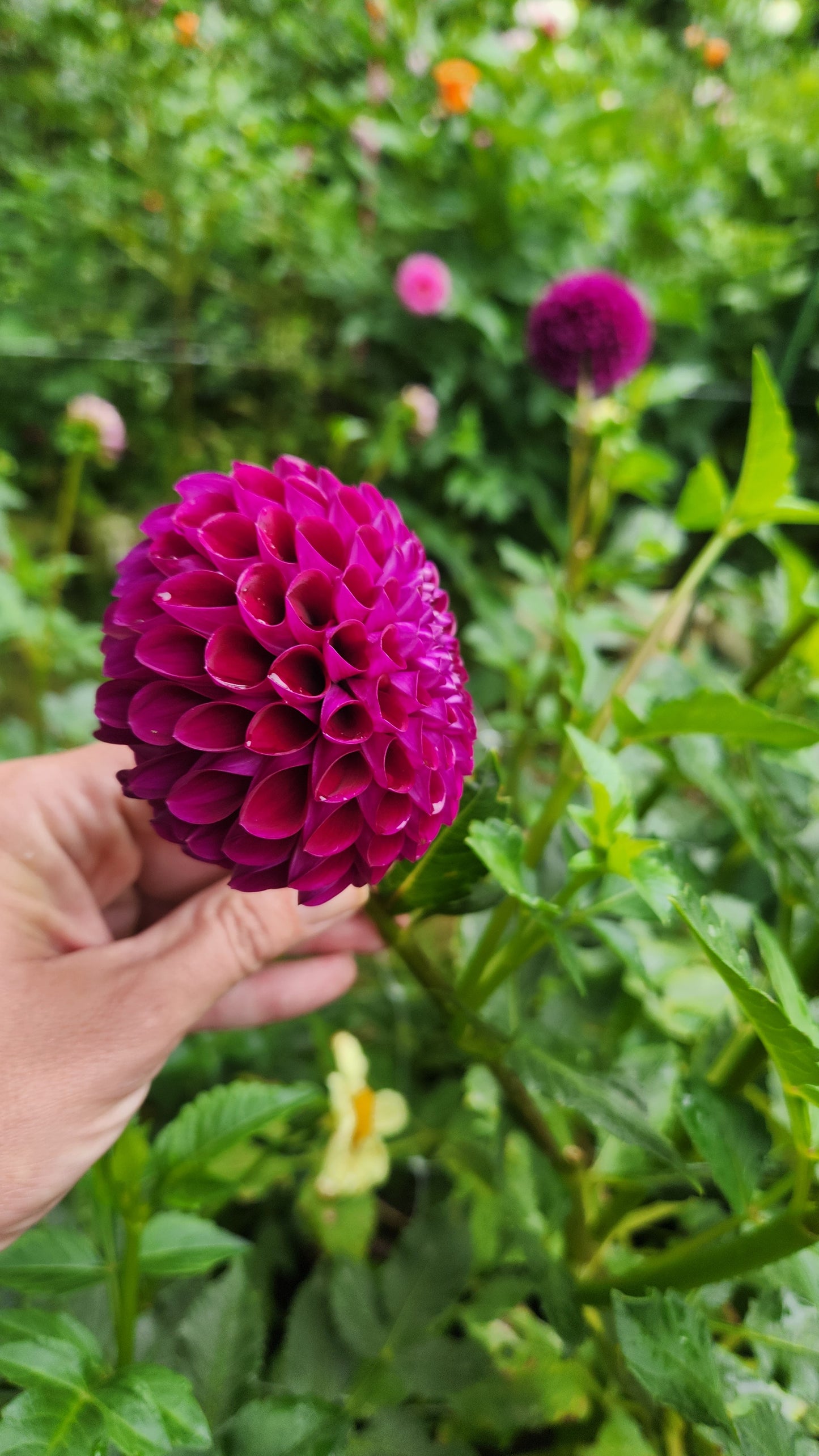 (Tuber) Chimacum Del Blomma