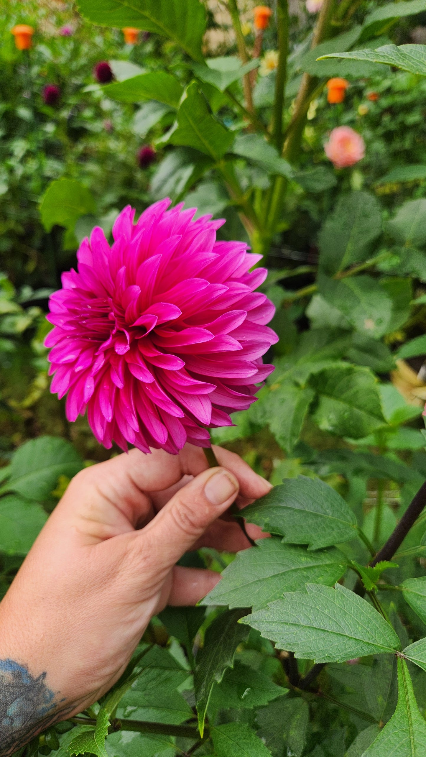 (Tuber) Bloomquist Pinwheel