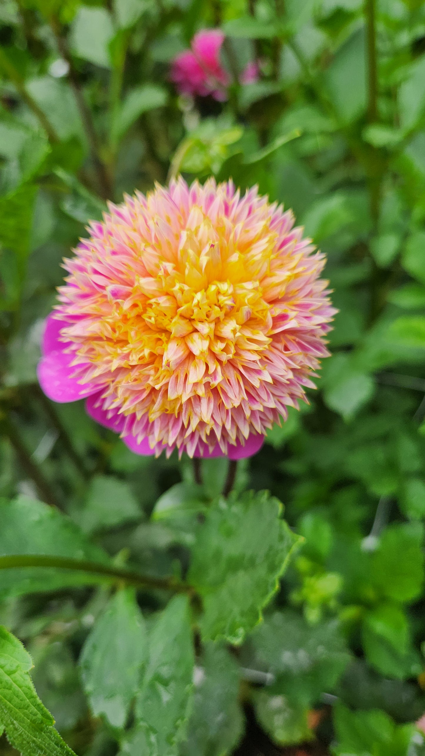 (Tuber) Bloomquist Ginnie