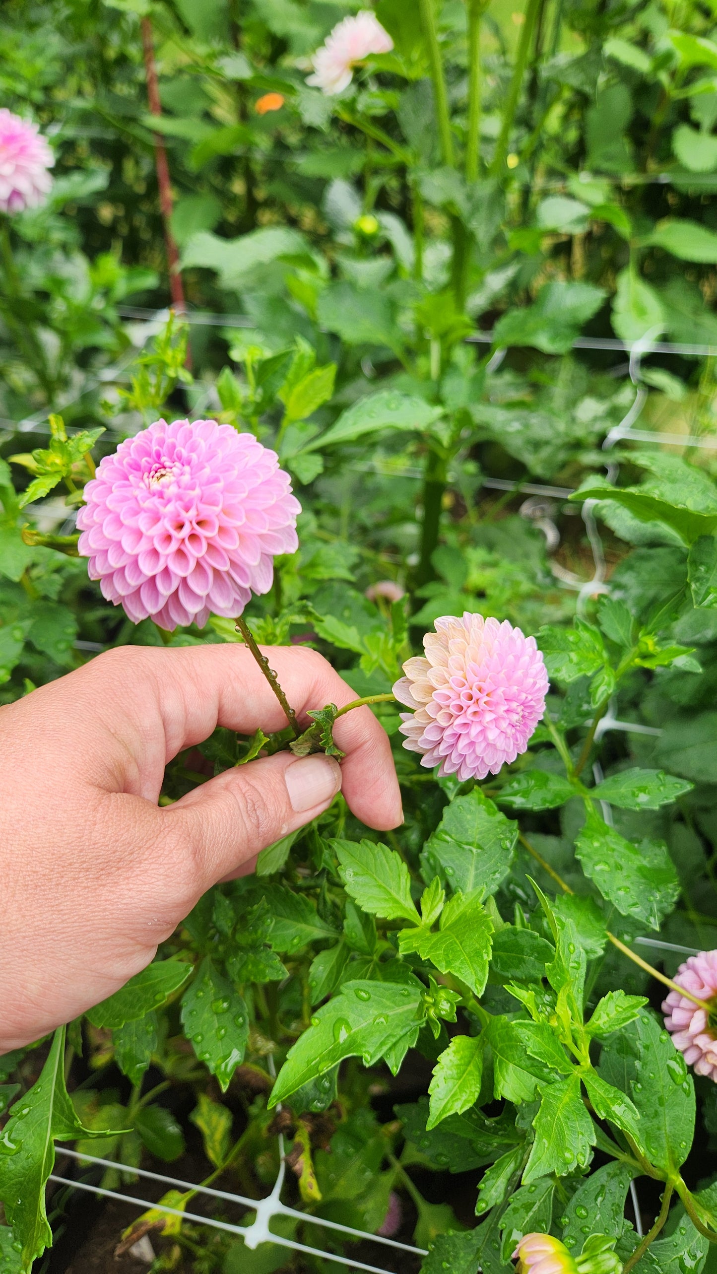 (Tuber) Betty Anne