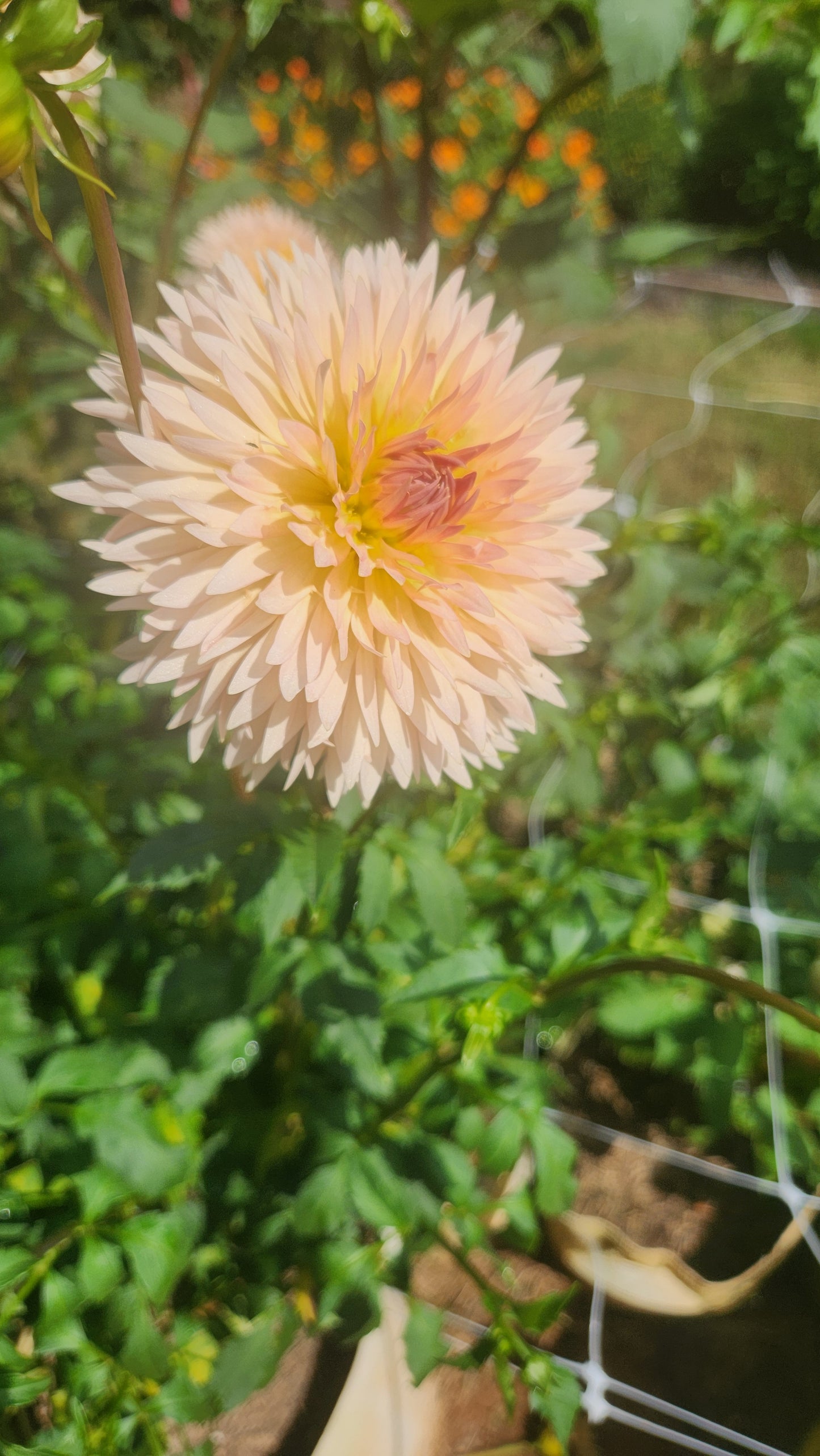 (Tuber) Lakeview Peach Fuzz