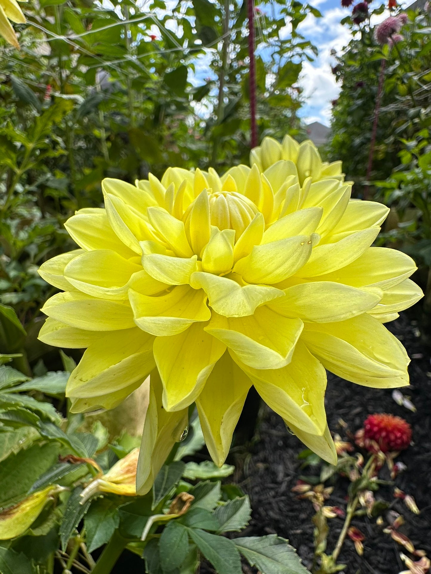 (Tuber) Sandia Joy