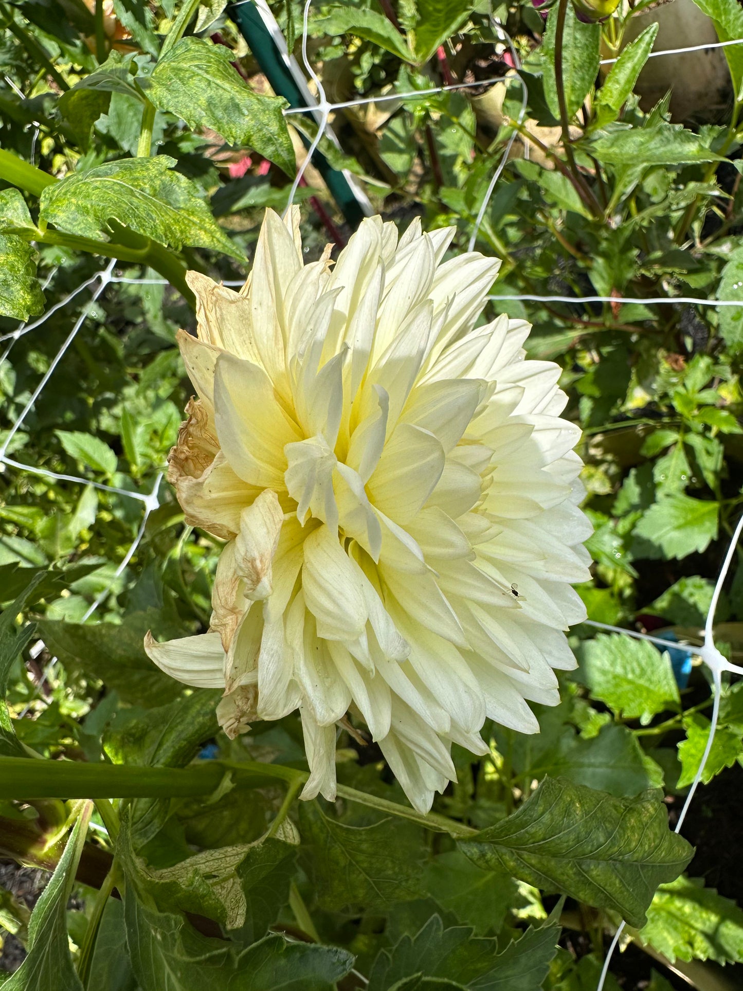 (Tuber) Sandia Showboat