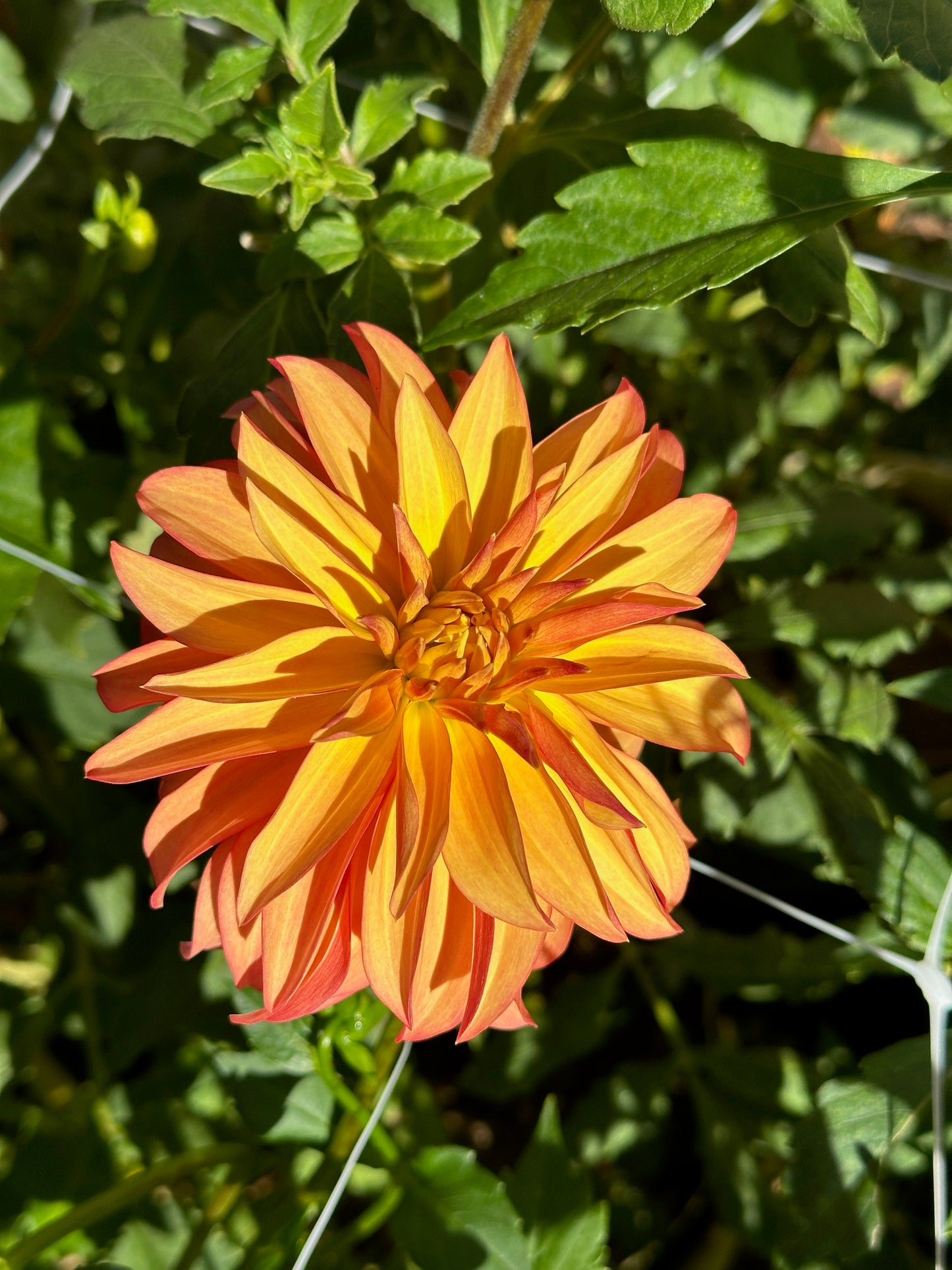 (Tuber) Bloomquist Pumpkin