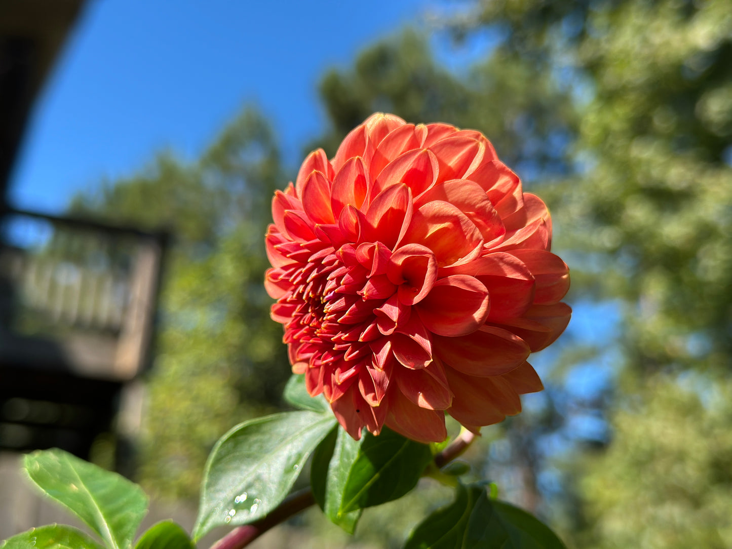 (Tuber) Ferncliff Rusty