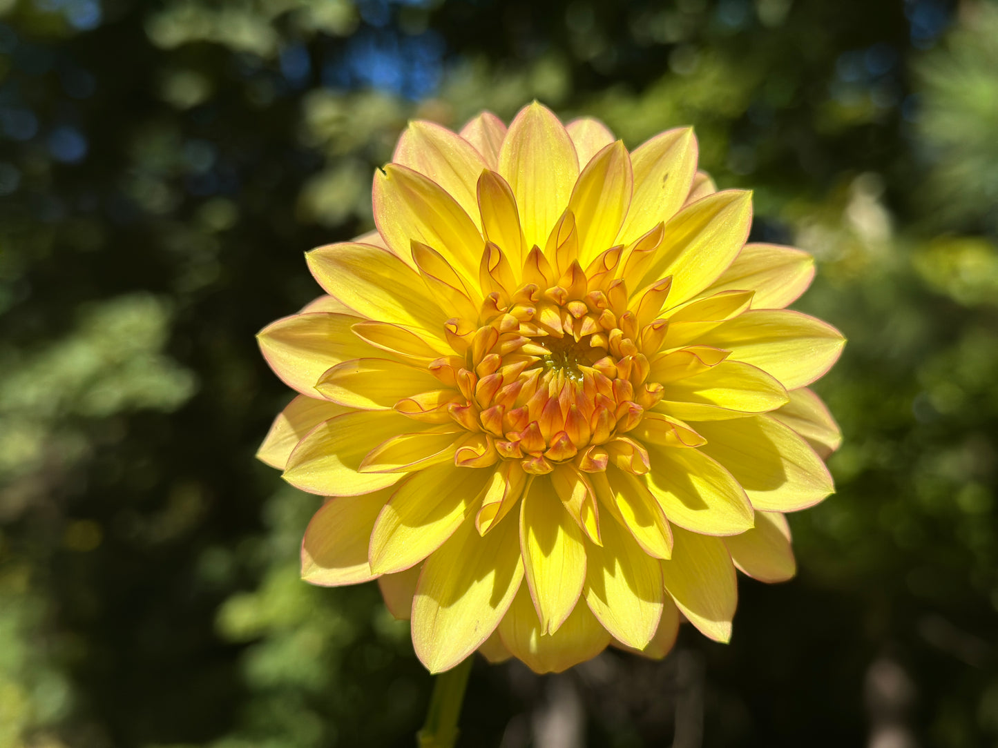 (Tuber) Bloomquist Vigor