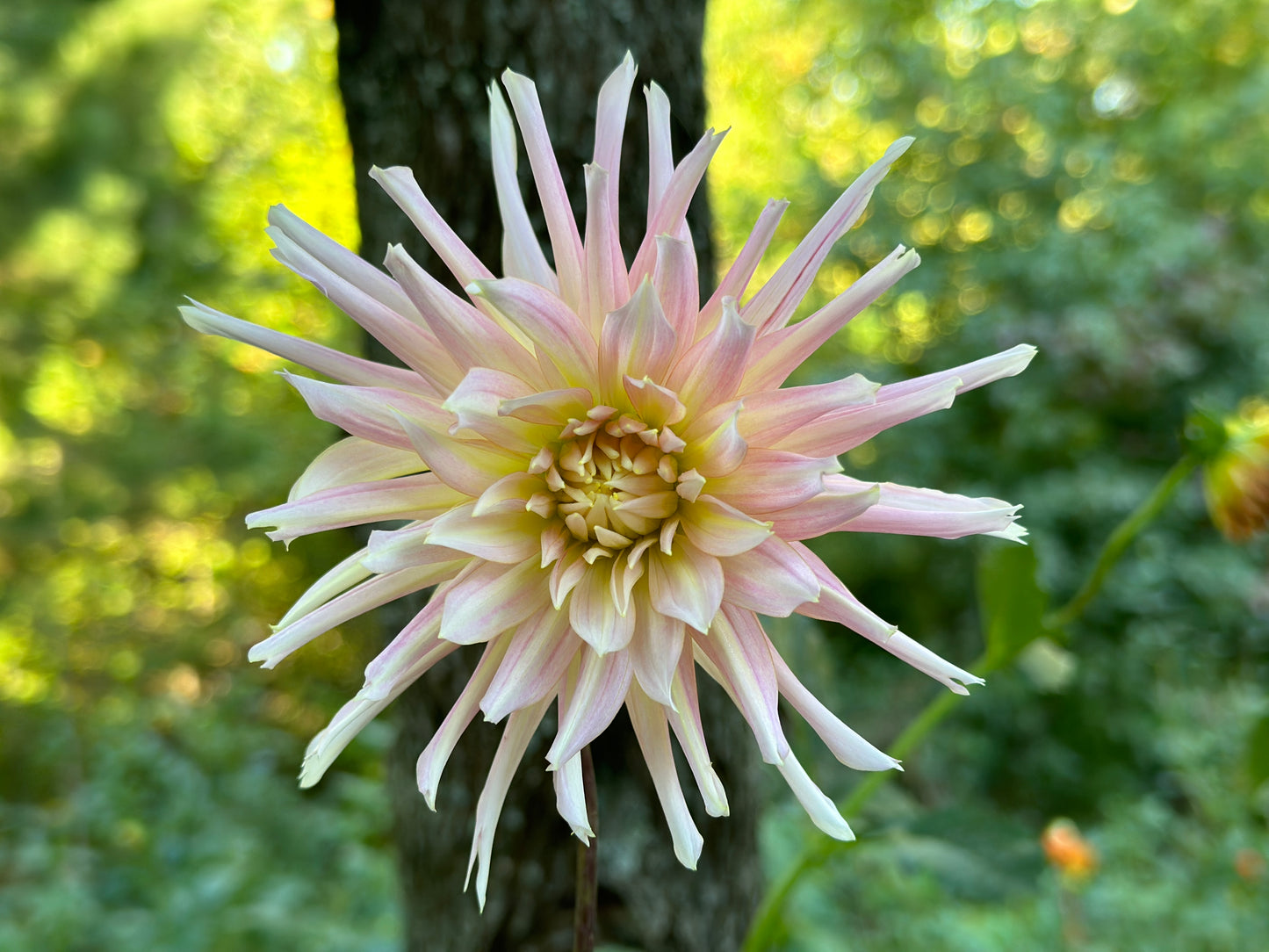 (Tuber) Hollyhill Cotton Candy